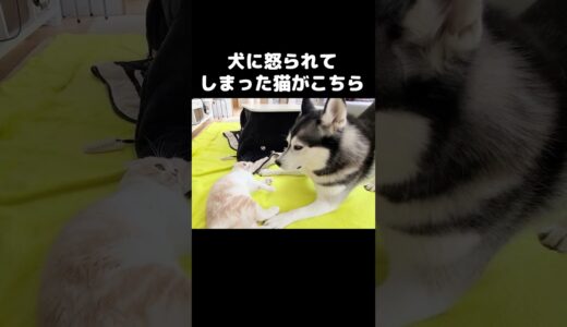 まさか犬に怒られるとは思わなかった猫がこちら...#猫 #shorts