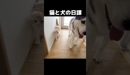 家の見回りする猫と犬がかわいすぎる...#猫 #cat