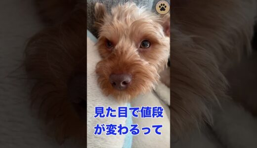 ペットショップで5万だった犬？ #保護犬 #ヨークシャーテリア