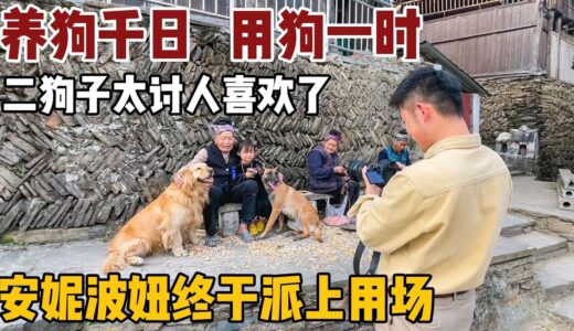 带大型犬自驾游很累，但是它讨人喜欢啊，主人也能得到优待！【小白的奇幻旅行】