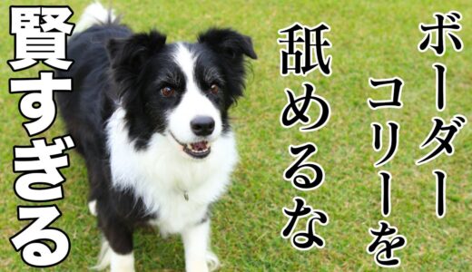 【ほぼ人間!?】全犬種で1番賢い！ボーダーコリーがヤバすぎる！！