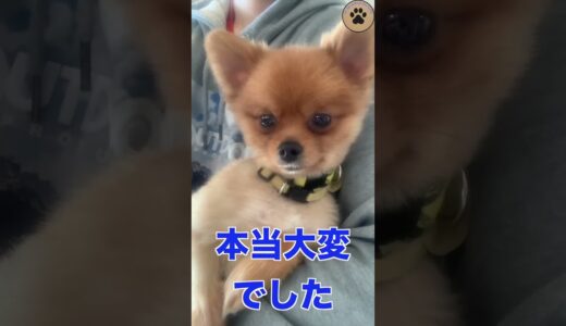 1歳保護犬ポメラニアンのカイくん #保護犬 #ポメラニアン