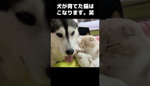 パパ犬とくっついていたい猫さん...#猫 #cat