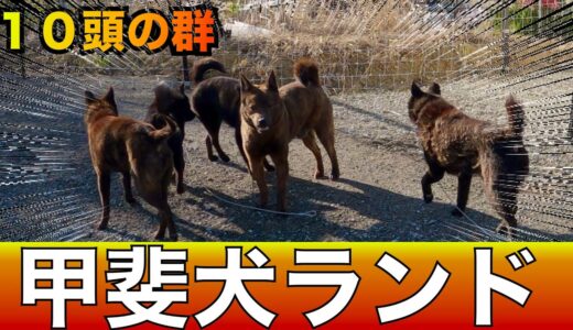 【繁殖地獄】レスキューした甲斐犬を10頭の群れにする様子！（3月2日撮影）