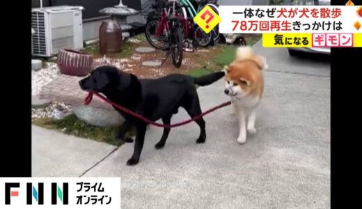 犬が犬を散歩! 　ツイッターで再生回数78万回超え