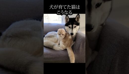 犬に甘える子猫がかわいい#猫 #shorts