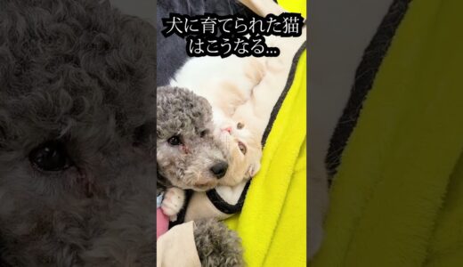 帰宅したら寂しくて子猫と犬がこうなってた...#猫 #shorts