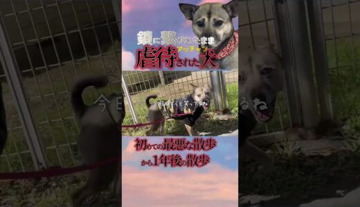 【涙腺崩壊】虐待された犬アッチャンの初めての最悪な散歩→１年後の姿に感動#shorts