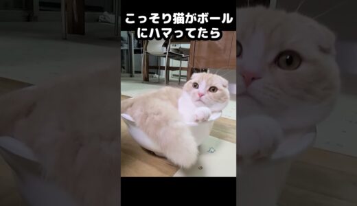 猫がこっそりボールにはまってたら犬が助けに・・・#猫 #shorts