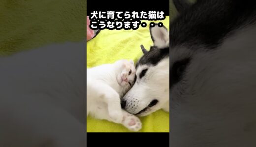 ハスキー犬が育てた猫は大人になりこうなりました...#猫 #shorts