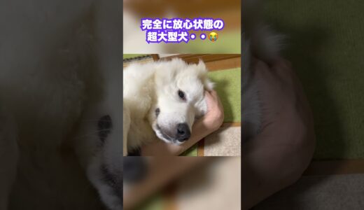 変態すぎる飼い主に捕まった超大型犬の全力の拒絶が可愛いw #shorts