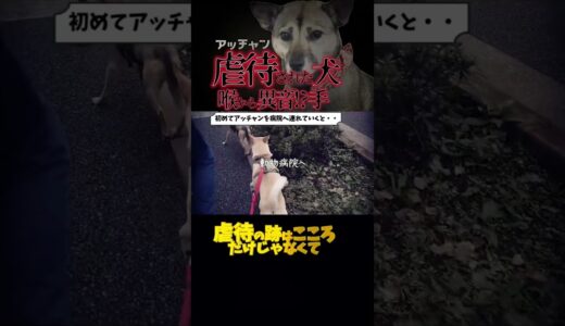 虐待された犬アッチャン初めて病院に連れて行った結果わかったこと#shorts