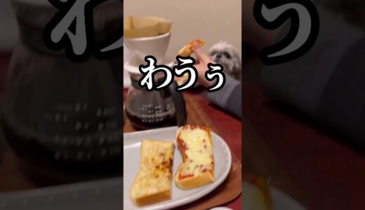 パンほしい犬vs朝食おっさん #shorts