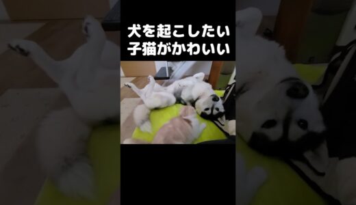 犬が起きてくれなくて困ってる猫がかわいい#猫 #cat