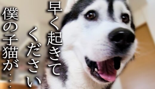 早朝にクンクンと何かを訴える犬について行くと子猫が...