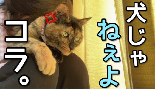 家に来て早数年。犬だった頃の猫が懐かしくてたまらない