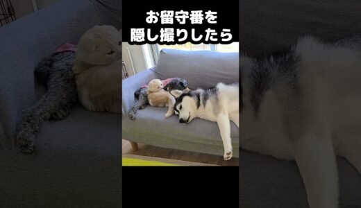 猫と犬のお留守番を隠し撮りしたら可愛すぎた...#猫 #犬