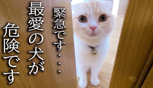 大好きな犬の異変を秒で知らせにきた子猫がこちらです…