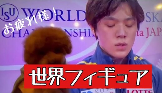 【世界選手権お疲れ様‼️】#uno1ワンチャンネル #宇野昌磨 #宇野樹 #いぬとの暮らし #トイプードル生活 #フィギュアスケート #世界フィギュア