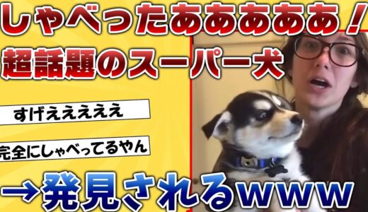 ２ｃｈで話題沸騰！喋る犬たちの驚くべき才能を大公開！