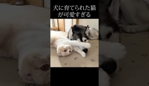 ハスキー犬を自分の親だと思ってる猫がこちら...#shorts