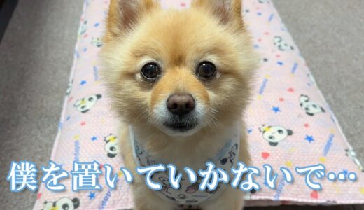 愛犬をしばらく実家で預かってもらったら、胸が締め付けられました…