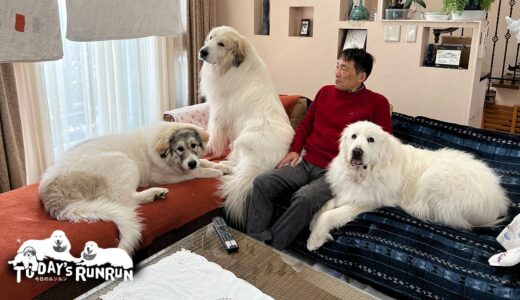 お父さんとソファーでのんびりするルンルンとアランとベルです　Great Pyrenees　グレートピレニーズ