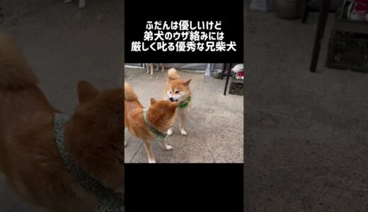 優しい兄柴犬は弟犬のしつけもちゃんとします！ #shorts #柴犬 #兄弟犬