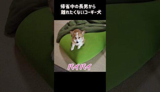 帰省中の長男から離れたくないコーギー犬