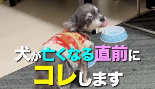 犬が亡くなる前に見せる７つの前兆