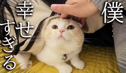 子猫と犬と一緒にこたつで寝落ちしたら幸せすぎました…笑