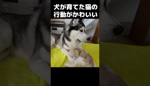 犬に育てられた猫の行動がかわいすぎる...#猫 #shorts