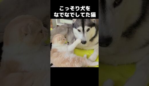 こっそり犬をナデナデした猫...笑#猫 #cat