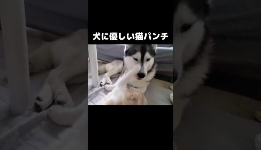 犬にかまってほしくて世界一優しい猫パンチする猫 #猫 #shorts