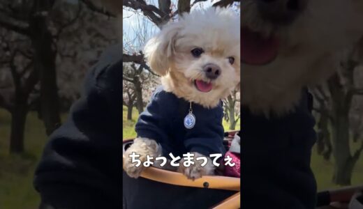 上手に発見した犬 【関西弁でしゃべる犬】#391 good found dog 【Dog talking 】 #shorts