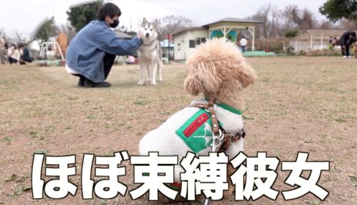 飼い主が他の犬を可愛がっていたら嫉妬心まるだしなトイプードル