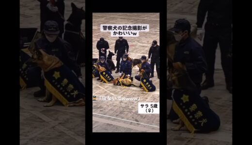 警察犬の記念撮影が可愛いすぎたw【ショート動画】