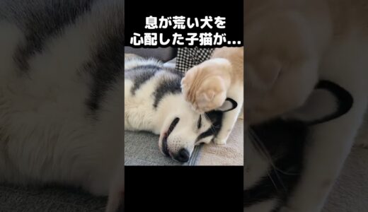 息が荒い犬をみた瞬間猫が・・・#猫 #cat