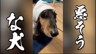 パーカー着ると怪しくなる犬が可愛いwww【30秒癒し】