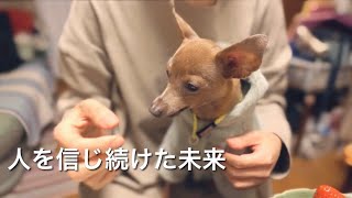 50代、未婚、子無し。でも愛してくれる子鹿犬がいるから笑顔になれる夜【ミニピン／元保護犬】