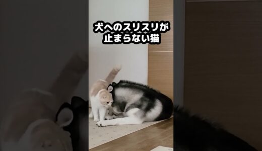 犬へのスリスリが止まらない猫がかわいい...#猫 #cat