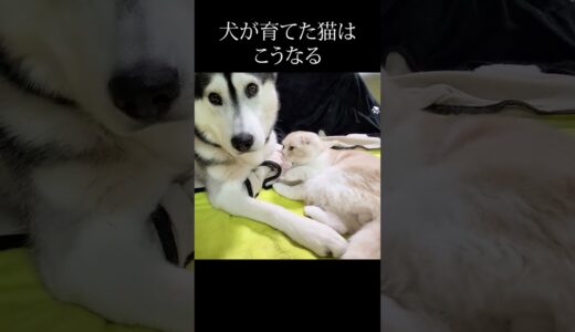 絶対犬と離れたくない子猫がかわいい...#猫 #shorts