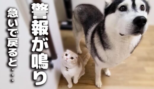 外出中に警報がなったので急いで家に引き返したら子猫と犬が…