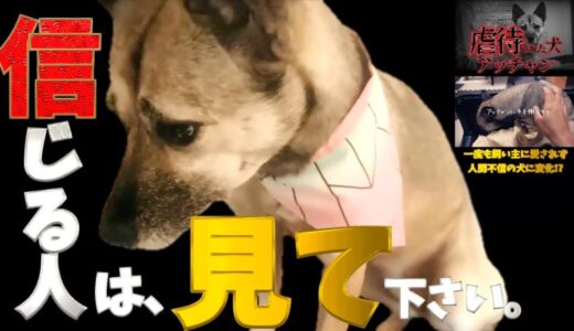 感動「幸せな姿を見たい人は見て下さい。」虐待された犬アッチャンがトラウマを抱えながらも健気に笑う