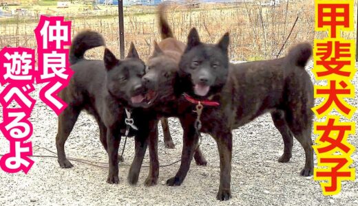 甲斐犬女子チーム活発で仲良く遊べる様になりました！