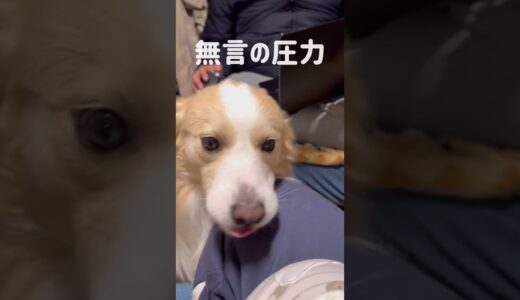 撫でるのをやめると真顔になっちゃう犬…【ボーダーコリー】#shorts