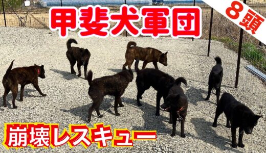 【悪質ブリーダー崩壊】甲斐犬８頭の群れ！　もはや誰が誰かわからない状況