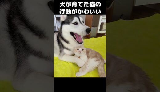 猫と犬がかわいすぎて悶絶する動画 #猫 #dog #cat