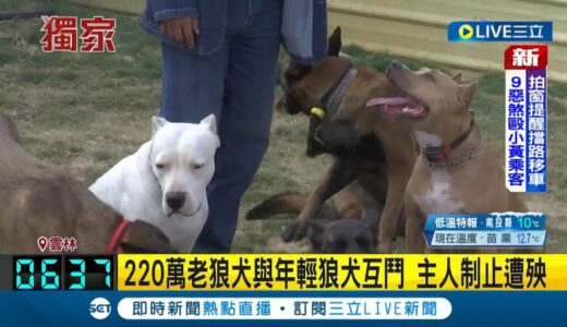 一個成年男子可鬥不過2隻兇猛狼犬! 220萬老狼犬與年輕狼犬互鬥 主人制止遭殃 德國冠軍工作犬回台配種逾千隻後代│記者 廖宜德 張之穎 林韋志│【LIVE大現場】20230303│三立新聞台