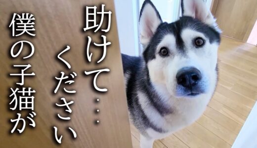 何かを伝えにきた犬について行くと子猫が...